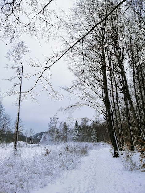 Las otoczony drzewami pokrytymi śniegiem w słońcu w Larvik w Norwegii