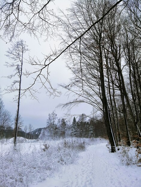 Las otoczony drzewami pokrytymi śniegiem w słońcu w Larvik w Norwegii