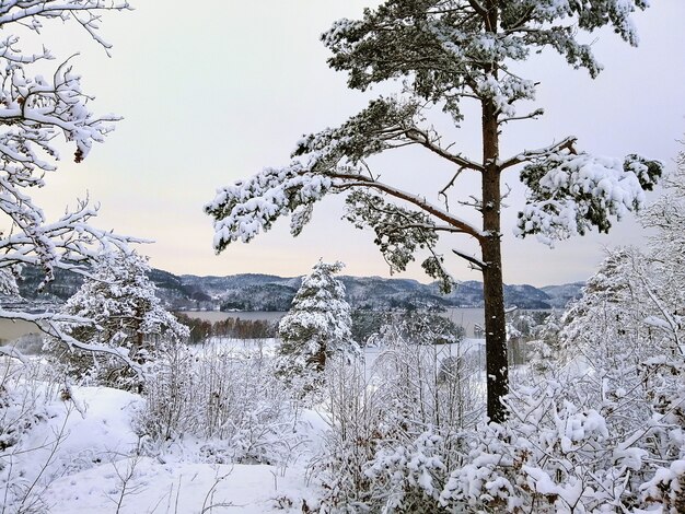 Las otoczony drzewami pokrytymi śniegiem w słońcu w Larvik w Norwegii