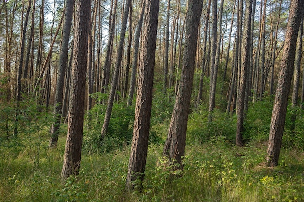 Bezpłatne zdjęcie las porośnięty trawą i wysokimi drzewami w świetle słonecznym w ciągu dnia