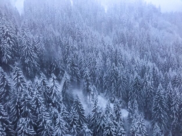 las sosnowy z drzewami pokrytymi śniegiem w mglisty dzień