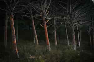 Bezpłatne zdjęcie las w nocy porośnięty krzewami i drzewami