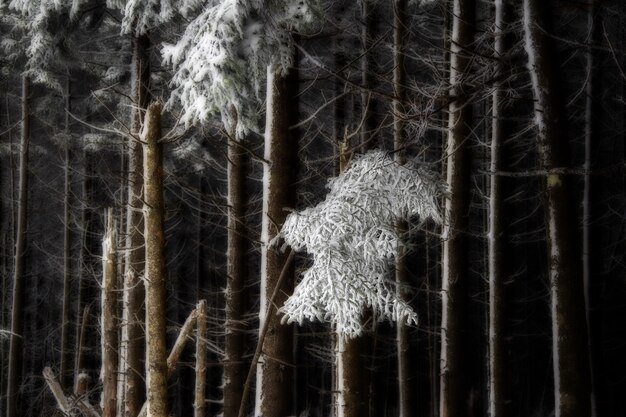 Las z bezlistnymi drzewami pokrytymi śniegiem