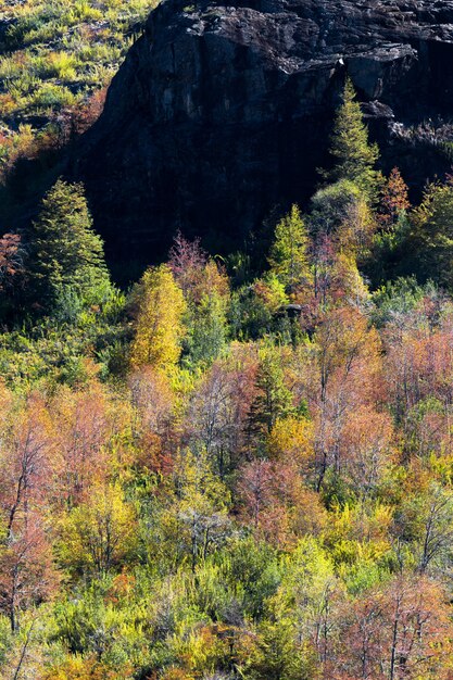 Bezpłatne zdjęcie las z czerwono-żółtymi i zielonymi drzewami jesienią