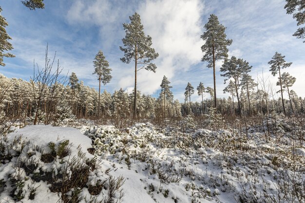 Las z wysokimi drzewami zimą