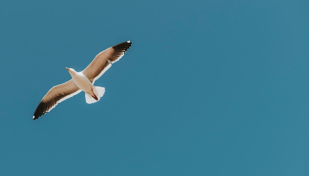 Bezpłatne zdjęcie latająca mewa na niebieskim niebie