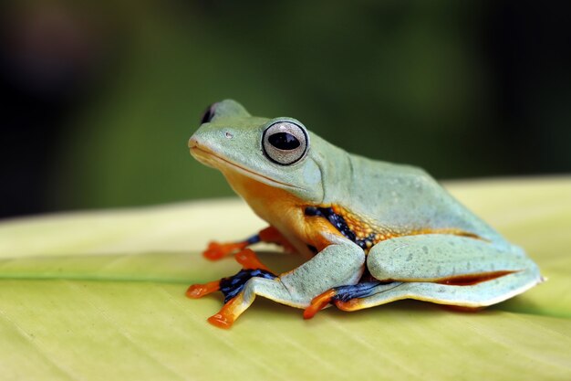 Latająca żaba siedząca na zielonych liściach