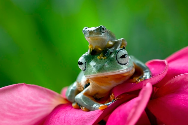 Bezpłatne zdjęcie latająca żaba zbliżenie na czerwony kwiat