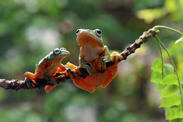 Latająca żaba zbliżenie twarzy na gałęzi