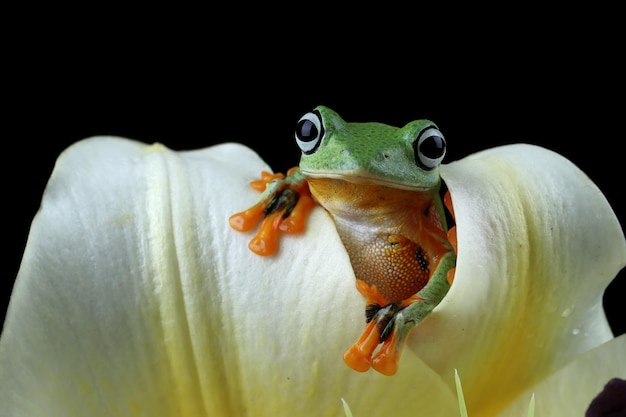 Latająca żaba zbliżenie twarzy na kwiatku