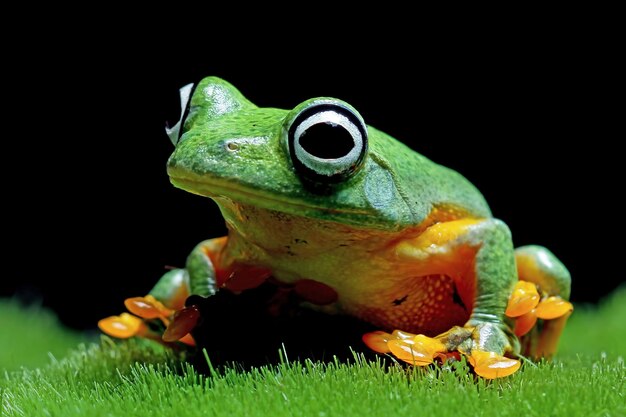 Latająca żaba zbliżenie twarzy na mchu Jawajska żaba drzewna zbliżenie obrazu