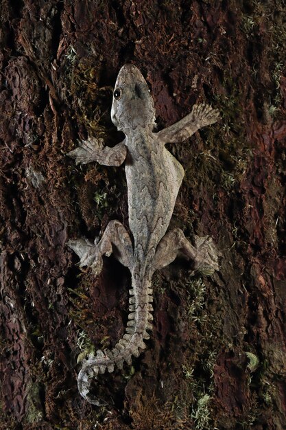 Latający kamuflaż gekona na drewnie latający gekon zbliżenie na drzewie