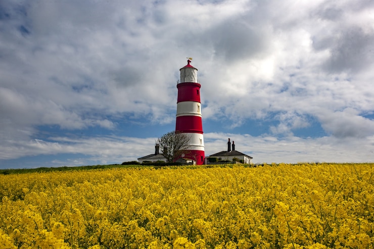 Bezpłatny plik Zdjęcie latarnia morska happisburgh na środku pola z żółtymi kwiatami w norfolk w wielkiej brytanii