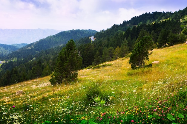 Lato krajobraz z górzystą łąką. Pireneje