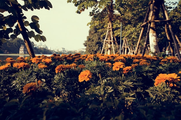 Lato marigod kwiatu kwiat w parku
