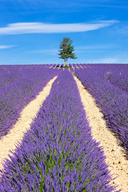 Lawendowe pole z drzewem w Prowansji we Francji