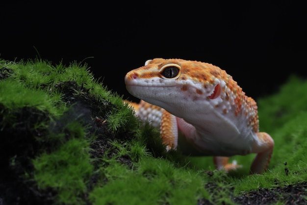 Leaopard gecko zbliżenie z na mchu wiyh czarnym tle Pomidorowy gekon zbliżenie głowa zwierzę zbliżenie