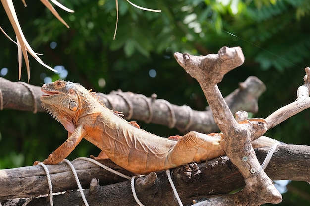 Legwany To Rodzaje Jaszczurek żyjących W Tropikach Ameryki środkowej, Ameryki Południowej I Wysp Karaibskich. Czerwona Iguana, Rozmyte Tło Premium Zdjęcia