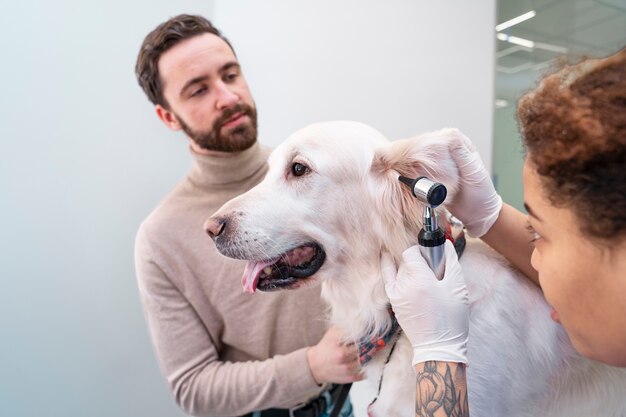 Lekarz sprawdza ucho psa z bliska