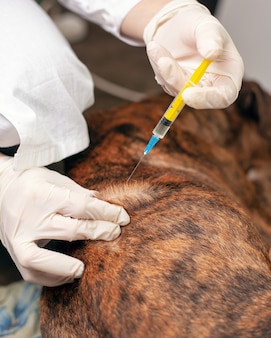 Lekarz weterynarii wykonuje zastrzyk dla klapowanego psa. karetka pogotowia dla zwierząt.