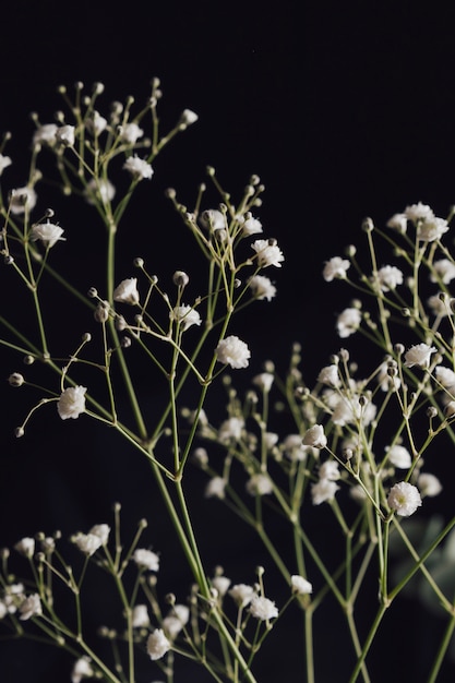 Lekkie aromatyczne kwiaty na gałązkach