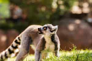 Bezpłatne zdjęcie lemur