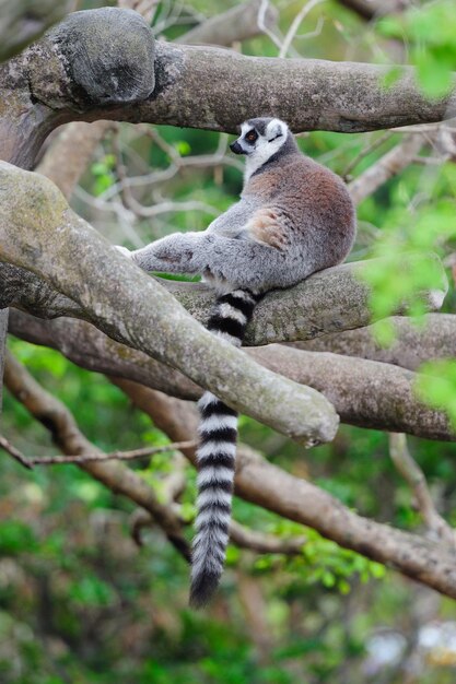 lemur