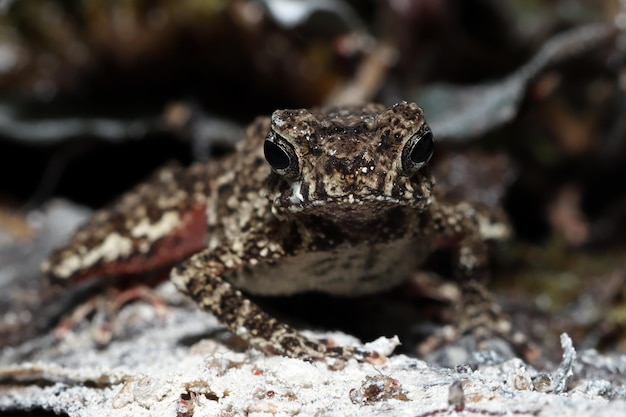 Leptophryne Borbonica rozmawiająca z muszką owocową Leptophryne Borbonica zbliżenie widok z przodu