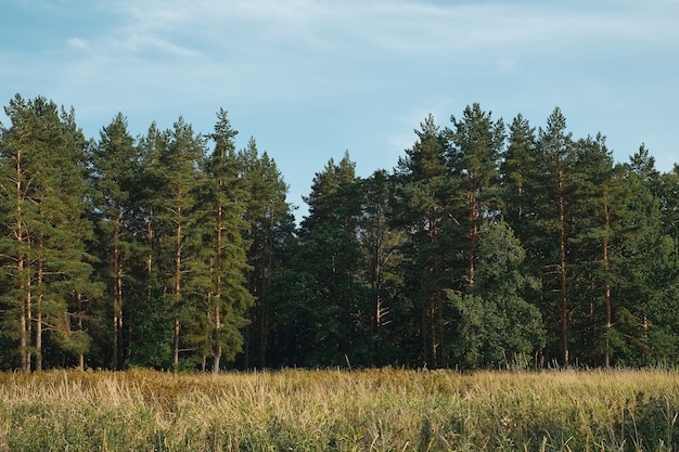 Leśna polana na tle sosnowego lasu, letni zachód słońca, tło błękitne niebo z chmurami. Naturalny krajobraz