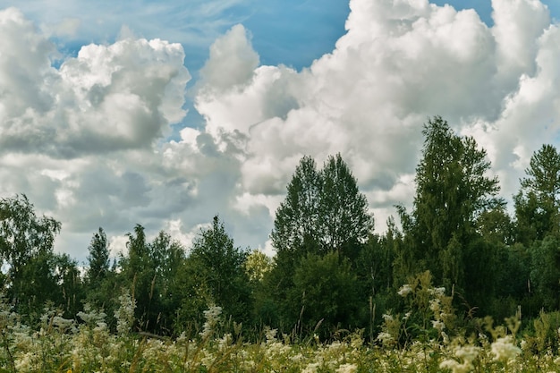 Letni las liściasty lato trawa kwitną niebo pokryte chmurami cumulus pochmurny dzień leśny ekosystem tło lub baner dba o ekologię przyrody i problemy ze zmianą klimatu