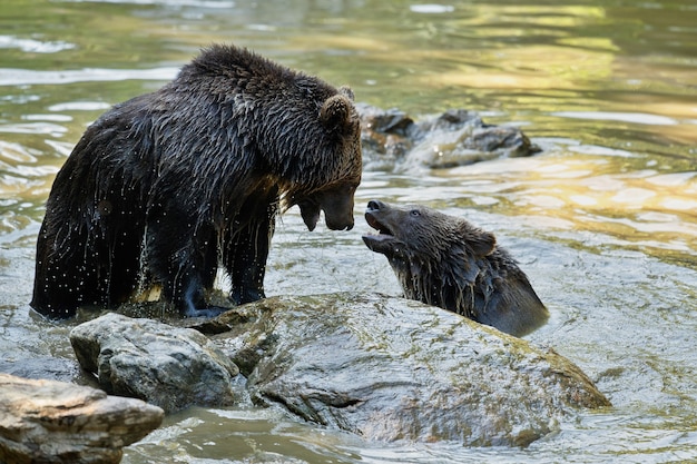 Letnia Walka Między Braćmi Niedźwiedzi Ursos Arctos Premium Zdjęcia