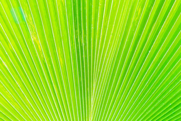 letnie palmy natura naturalna flora