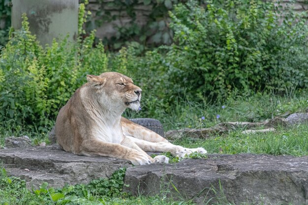 Lew z Afryki Wschodniej siedzi na ziemi w otoczeniu zieleni w zoo