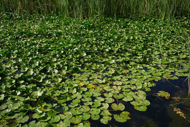 Lilie wodne na jeziorze