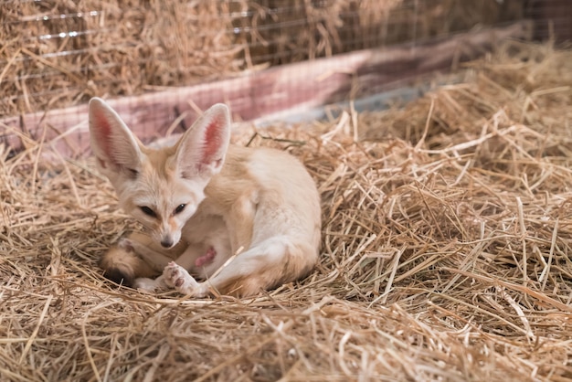 Lis Fennec Lub Lis Pustyni