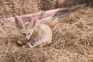 Bezpłatne zdjęcie lis fennec lub lis pustyni