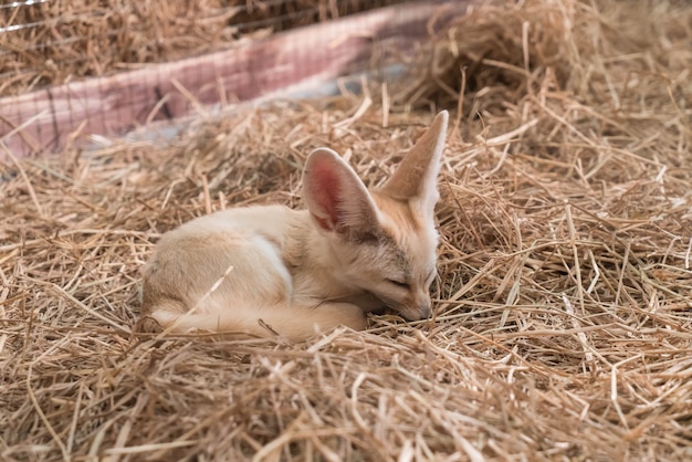 Bezpłatne zdjęcie lis fennec lub lis pustyni