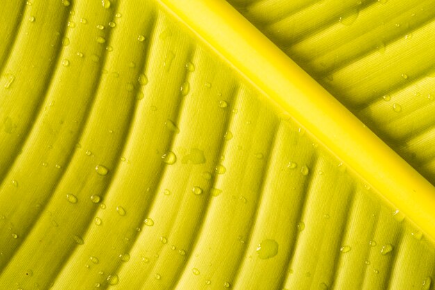 Liść bananowy szczegół z kropli wody