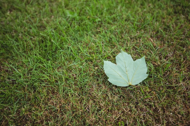 Liść klonu spadł na zielonej trawie
