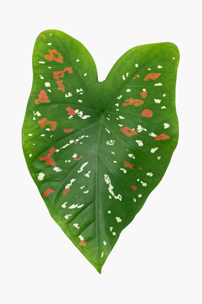 Bezpłatne zdjęcie liść rośliny maski afrykańskiej na białym