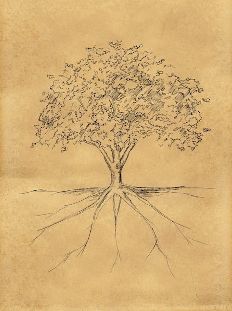 Liść szkicu drzewa i korzeń na papierze
