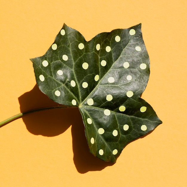 Bezpłatne zdjęcie liść z bliska pomalowany kropkami i cień