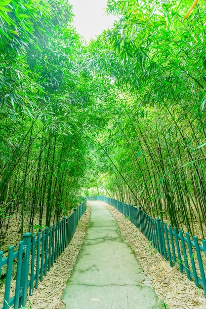 Liści macierzystych bambusa zielony na zewnątrz