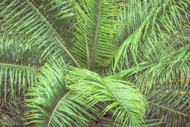 liści palmowych na tle