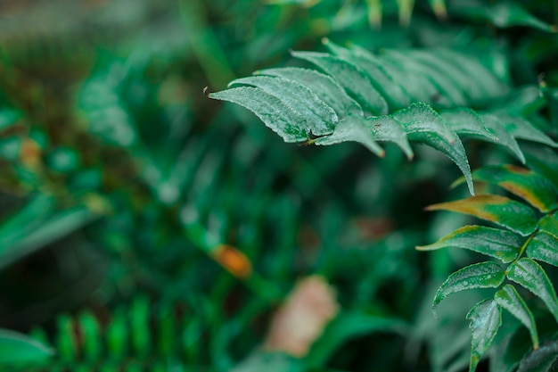 Liście botaniczne