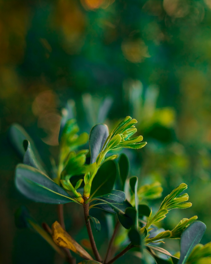 Bezpłatny plik Zdjęcie liście botaniczne