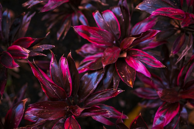 Bezpłatne zdjęcie liście botaniczne