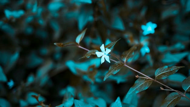 Bezpłatne zdjęcie liście botaniczne