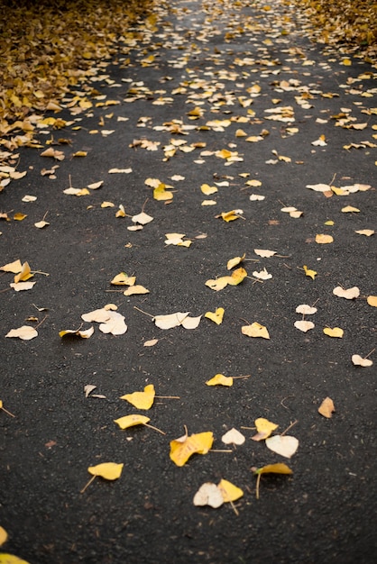 Liście brzozy spadły na ulicy