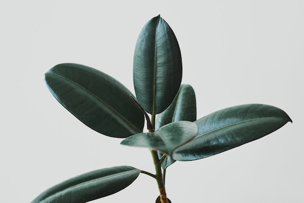 Bezpłatne zdjęcie liście gumowej rośliny na szarym tle